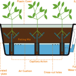 growing scheme 3