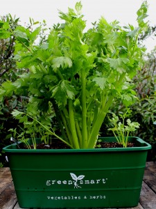 Growing celery - Ready to eat celery with young celery plants 