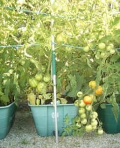ripening tomatoes in GreenSmart Pots