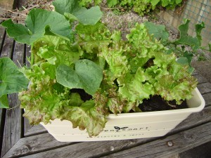 growing lettuces