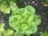 autumn-planting-mini-lettuce-with-celery
