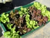 colourful-lettuces-in-greensmart-pot