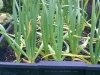 garlic-plants-4-months-after-planting-in-greensmart-pot