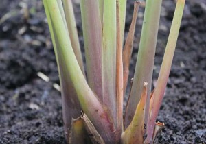 close up of base of growing lemongrass