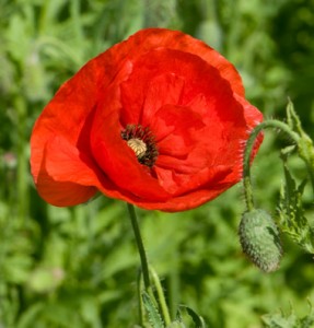 growing poppies