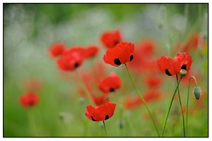 growing poppies