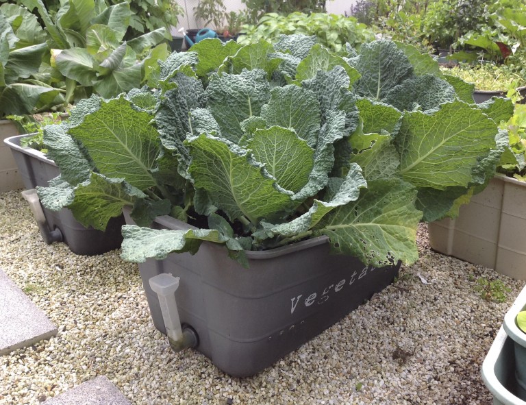 Growing Cabbages In Greensmart Pots Growgoodnz