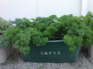 herb growing Auckland