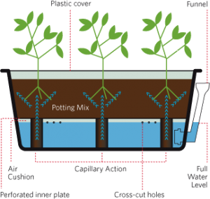 Growing smarter self watering system