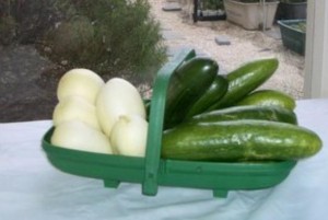 growing Cucumbers