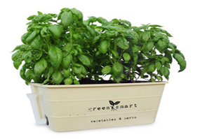 growing basil in pots