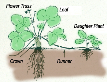 About the Strawberry plant in Self Watering Planters