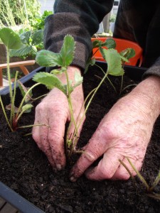 Self Watering Planters for growing strawberries