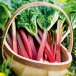 growing rhubarb