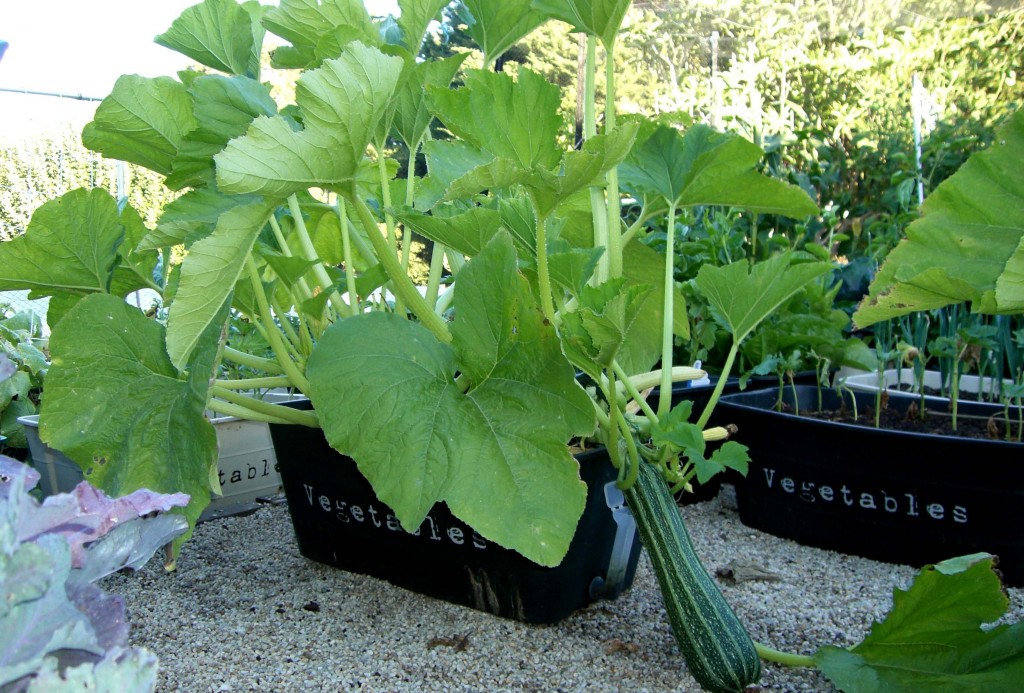 Growing Blackjack Zucchini