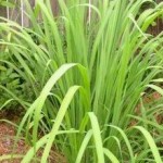 Growing lemongrass -Leaves ready to cut