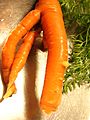 growing carrots