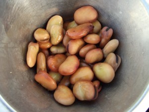 Growing Broad beans seeds