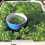 microgreens in container