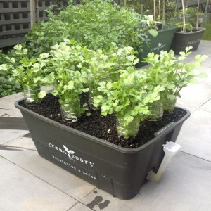 coriander in pot