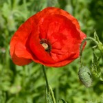 Growing Poppies Plant Now