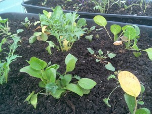 growing mesclun seedlings