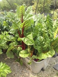 silverbeet also called chard