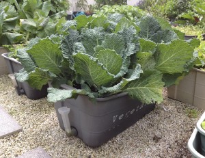 cabbages ready to harvest