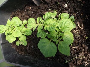 2 growing potatoes ready to be covered with more dirt