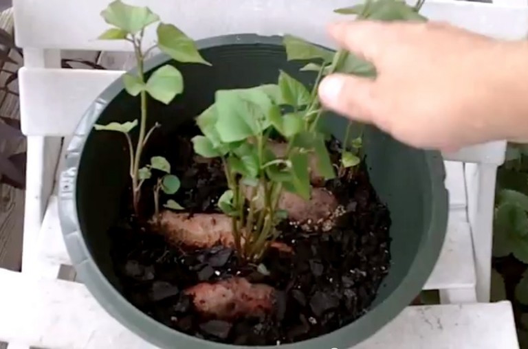 Growing kumara successful tips with GreenSmart pots