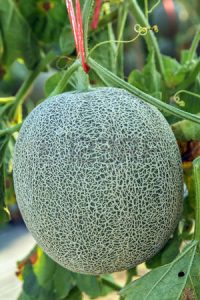 Growing Rock Melons