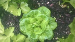 planting lettuce