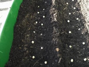 pea seeds in GreenSmart planter